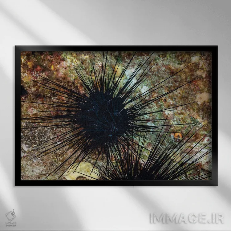 تابلو Diadema Savignyi, With Electric Blue Lines, Hawaii,یک خارپشت دریایی خاربلند (Diadema savignyi) با خطوط آبی الکتریکی، هاوایی اثر دیوید فلیتهام - نمای قابدار مشکی