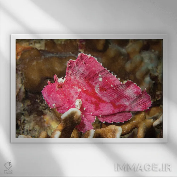 تابلو Taenianotus Triacanthus, Yap, Micronesia,یک ماهی عقرببرگی (Taenianotus triacanthus)، یاپ، میکرونزی اثر دیوید فلیتهام - نمای قابدار سفید