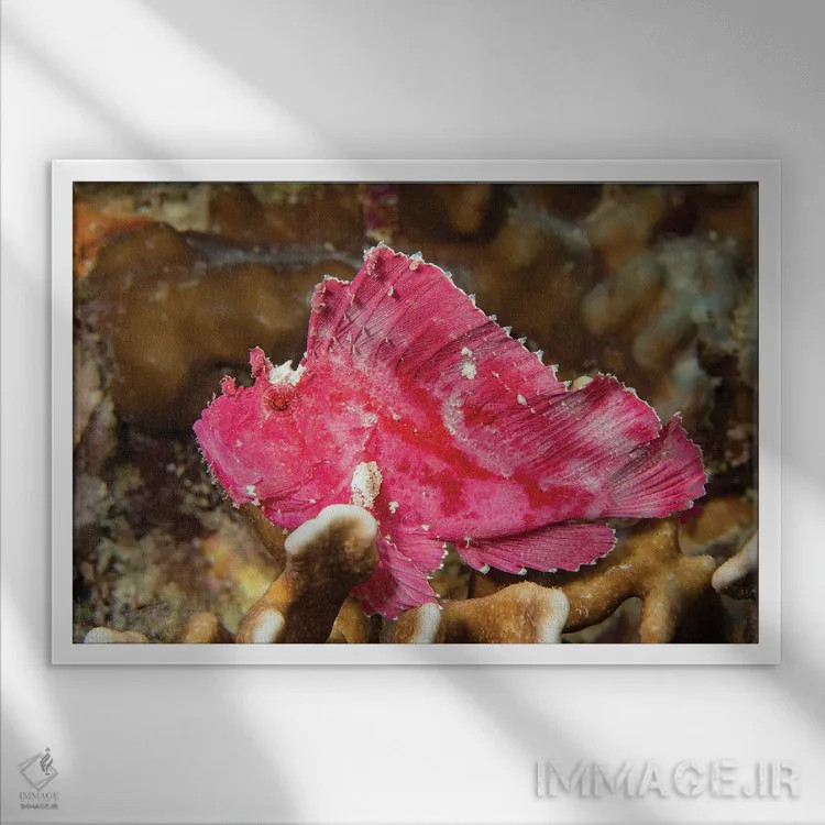 تابلو Taenianotus Triacanthus, Yap, Micronesia,یک ماهی عقرببرگی (Taenianotus triacanthus)، یاپ، میکرونزی اثر دیوید فلیتهام - نمای قابدار سفید