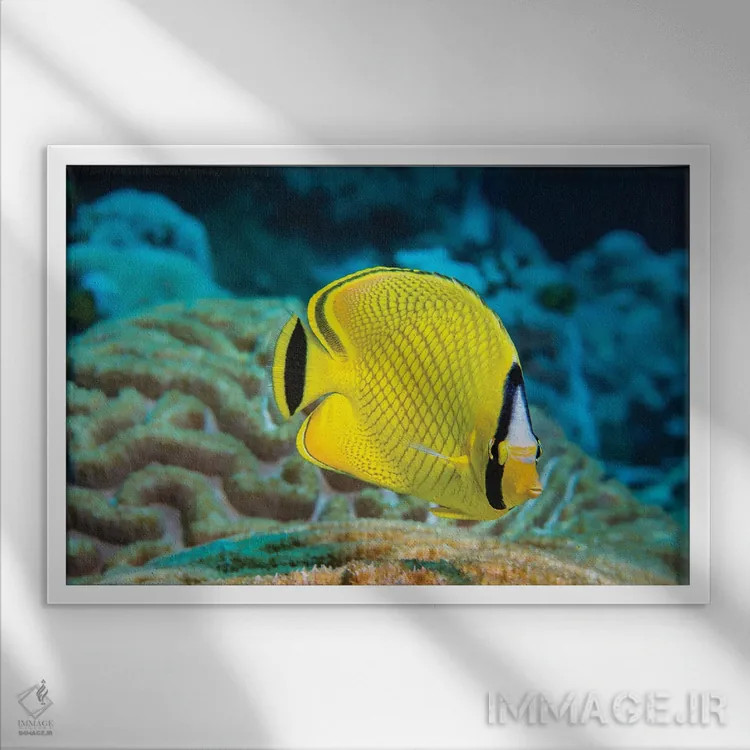 تابلو Chaetodon Rafflesi, Yap, Federated States Of Micronesia,یک ماهی پروانهای شبکهای (Chaetodon rafflesi)، یاپ، ایالات فدرال میکرونزی اثر دیوید فلیتهام - نمای قابدار سفید