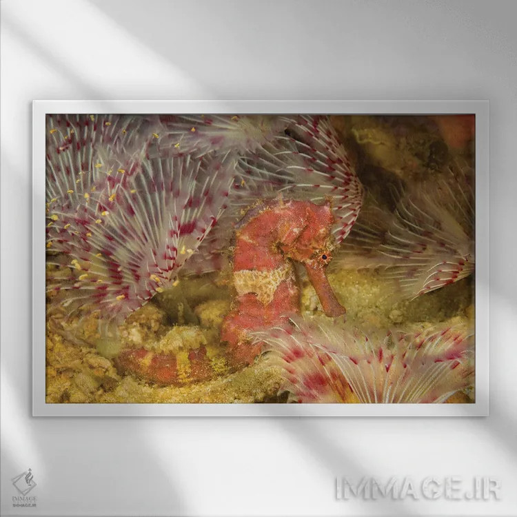 تابلو Hippocampus Spinosissimus, In The Middle Of A Forest Of Feather Duster Worms, Philippines,یک اسبدریایی جوجهتیغی (Hippocampus spinosissimus) در میان جنگلی از کرمهای غبارپر، فیلیپین اثر دیوید فلیتهام - نمای قابدار سفید