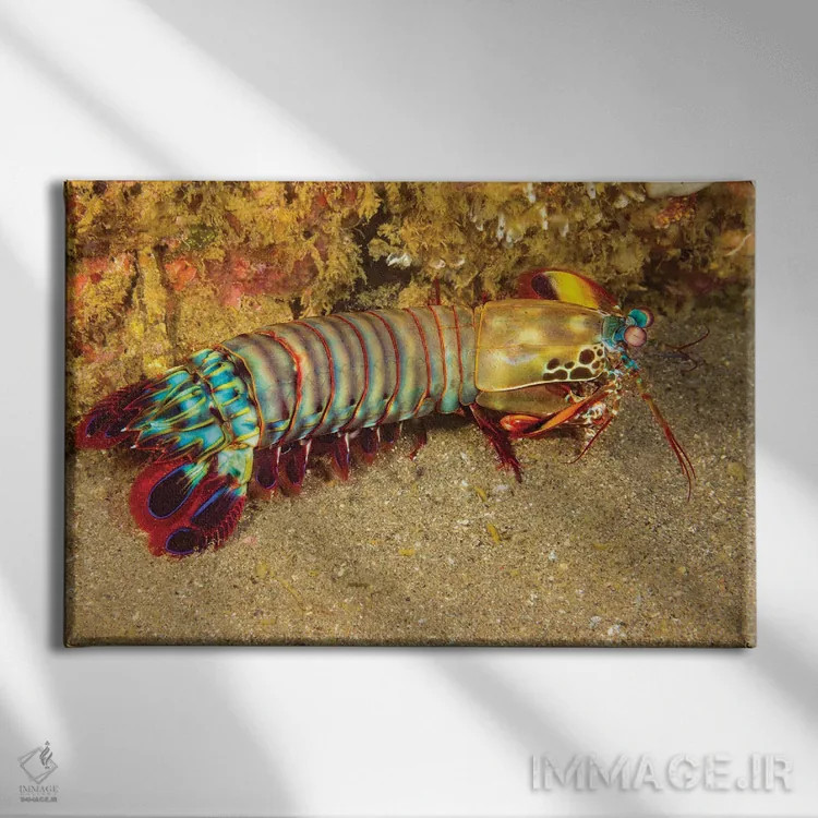 تابلو Odontodactylus Scyllarus, Cebu, Philippines,یک میگوی آخوندک (Odontodactylus scyllarus)، سبو، فیلیپین اثر دیوید فلیتهام - نمای روبهرو روی دیوار