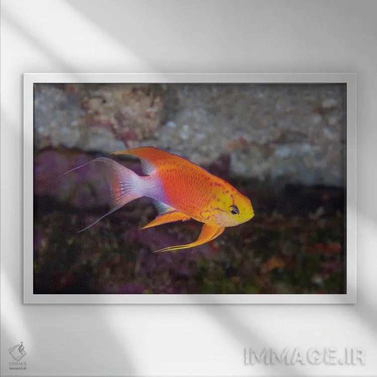 تابلو Pseudanthias Hawaiiensis, Endemic To Hawaii,یک ماهی آنتیاس پری نر (Pseudanthias hawaiiensis) بومی هاوایی اثر دیوید فلیتهام - نمای قابدار سفید