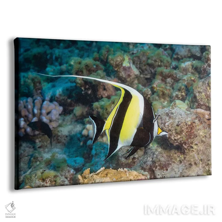 تابلو Zanclus Cornutus, Swims Over A Hawaiian Reef,یک ماهی بتا (گونه: Zanclus cornutus) در حال شنا روی یک صخره دریایی هاوایی اثر دیوید فلیتهام - نمای پرسپکتیو محصول