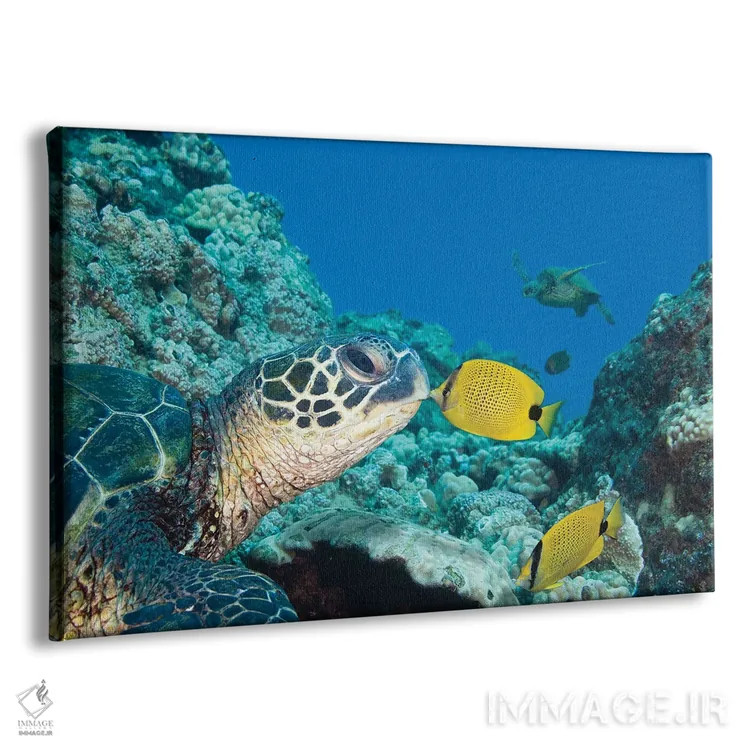 تابلو Chaetodon Miliaris, Kissing A Green Sea Turtle, Chelonia Mydas,یک پروانهماهی دانهارزن (گونه: Chaetodon miliaris) که یک لاکپشت دریایی سبز (گونه: Chelonia mydas) را میبوسد اثر دیوید فلیتهام - نمای پرسپکتیو محصول