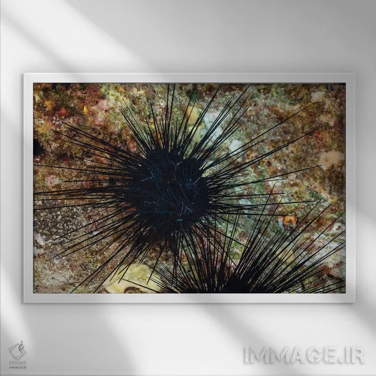 تابلو Diadema Savignyi, With Electric Blue Lines, Hawaii,یک خارپشت دریایی خاربلند (Diadema savignyi) با خطوط آبی الکتریکی، هاوایی اثر دیوید فلیتهام - نمای قابدار سفید