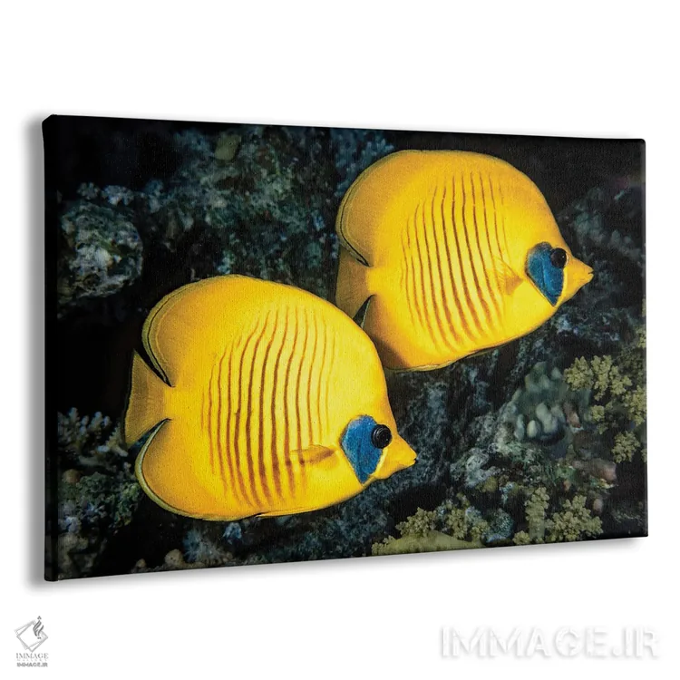 تابلو Chaetodon Semilarvatus, Also Known As The Blue-Cheeked Butterflyfish,یک ماهی پروانه‌ای نقابدار (Chaetodon semilarvatus) معروف به ماهی پروانه‌ای گونه‌آبی اثر دیوید فلیتهام - نمای پرسپکتیو محصول