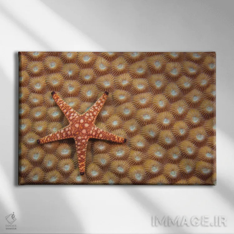تابلو Fromia Elegans, On Hard Coral, Fiji,یک ستاره دریایی مرمری یا ستاره دریایی ظریف (Fromia elegans) روی مرجان سخت، فیجی اثر دیوید فلیتهام - نمای روبهرو روی دیوار