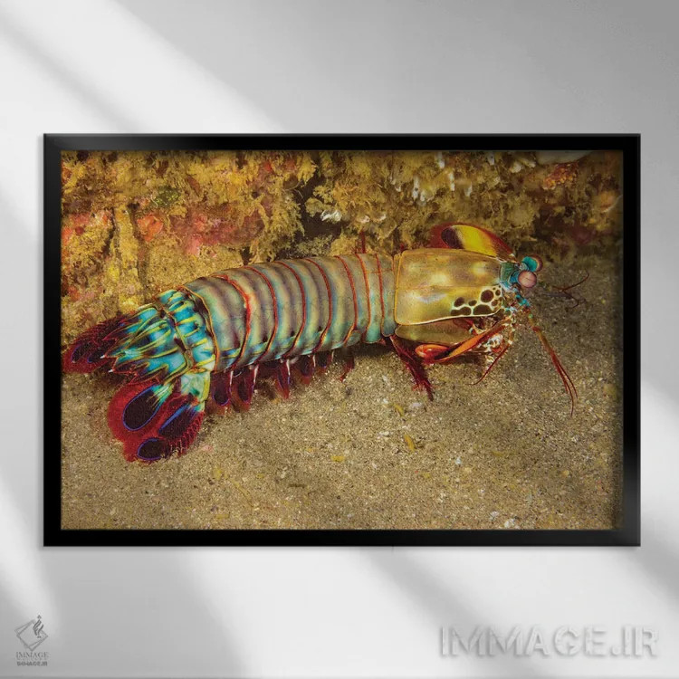 تابلو Odontodactylus Scyllarus, Cebu, Philippines,یک میگوی آخوندک (Odontodactylus scyllarus)، سبو، فیلیپین اثر دیوید فلیتهام - نمای قابدار مشکی