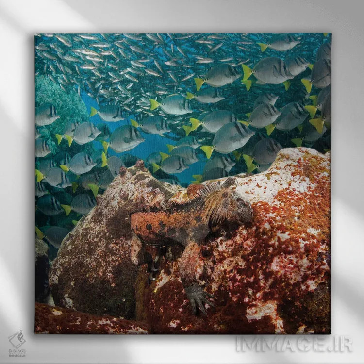 تابلو Amblyrhynchus Cristatus, Feeding On Algae, With Schooling Fish In Background,یک ایگوآنای دریایی (Amblyrhynchus cristatus) در حال تغذیه از جلبک با ماهیان دستهجمعی در پسزمینه اثر دیوید فلیتهام - نمای روبهرو روی دیوار