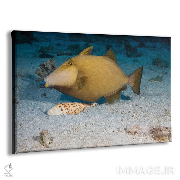 تابلو Sufflamen Fraenatum, Extracting A Marlinspike Auger, Terebra Maculata, From The Sand,یک ماهی ماشهدار نقابدار (Sufflamen fraenatum) که یک صدف متهای خالدار (Terebra maculata) را از شن بیرون میکشد اثر دیوید فلیتهام - نمای پرسپکتیو محصول