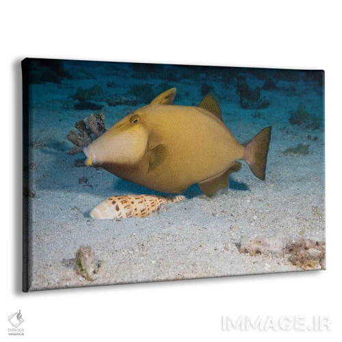 تابلو Sufflamen Fraenatum, Extracting A Marlinspike Auger, Terebra Maculata, From The Sand,یک ماهی ماشهدار نقابدار (Sufflamen fraenatum) که یک صدف متهای خالدار (Terebra maculata) را از شن بیرون میکشد اثر دیوید فلیتهام - نمای پرسپکتیو محصول