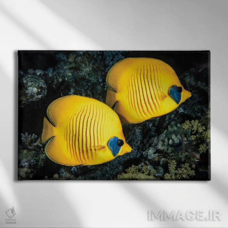 تابلو Chaetodon Semilarvatus, Also Known As The Blue-Cheeked Butterflyfish,یک ماهی پروانهای نقابدار (Chaetodon semilarvatus) معروف به ماهی پروانهای گونهآبی اثر دیوید فلیتهام - نمای روبهرو روی دیوار