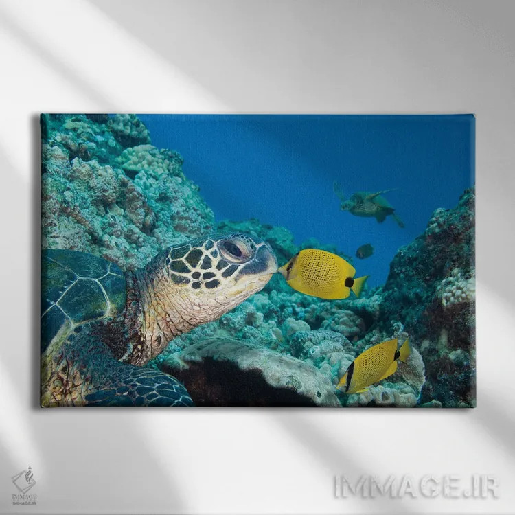 تابلو Chaetodon Miliaris, Kissing A Green Sea Turtle, Chelonia Mydas,یک پروانهماهی دانهارزن (گونه: Chaetodon miliaris) که یک لاکپشت دریایی سبز (گونه: Chelonia mydas) را میبوسد اثر دیوید فلیتهام - نمای روبهرو روی دیوار