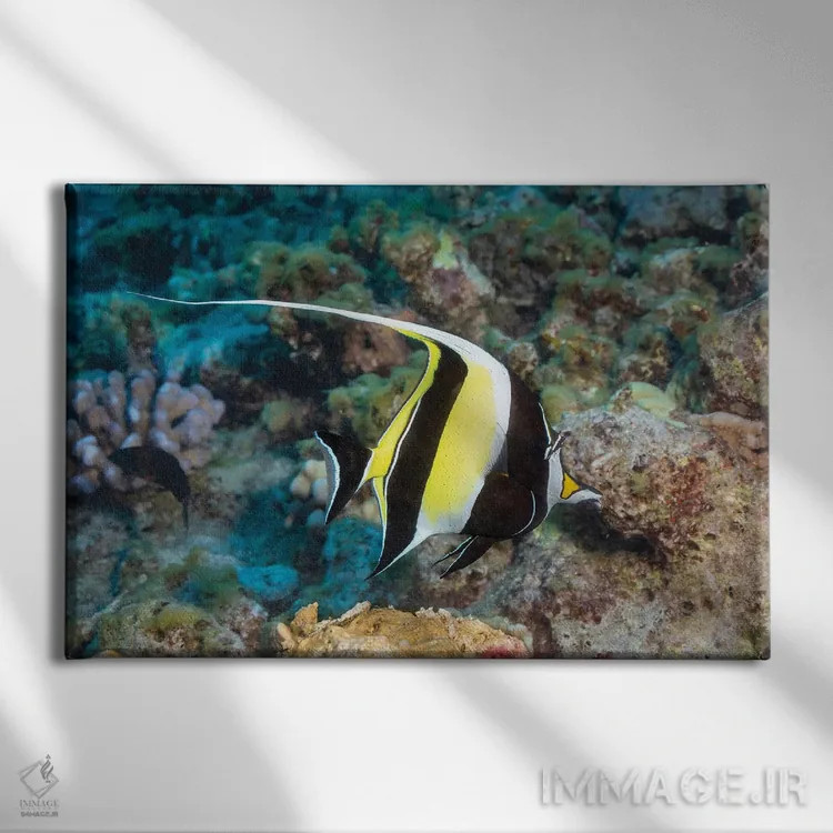 تابلو Zanclus Cornutus, Swims Over A Hawaiian Reef,یک ماهی بتا (گونه: Zanclus cornutus) در حال شنا روی یک صخره دریایی هاوایی اثر دیوید فلیتهام - نمای روبهرو روی دیوار