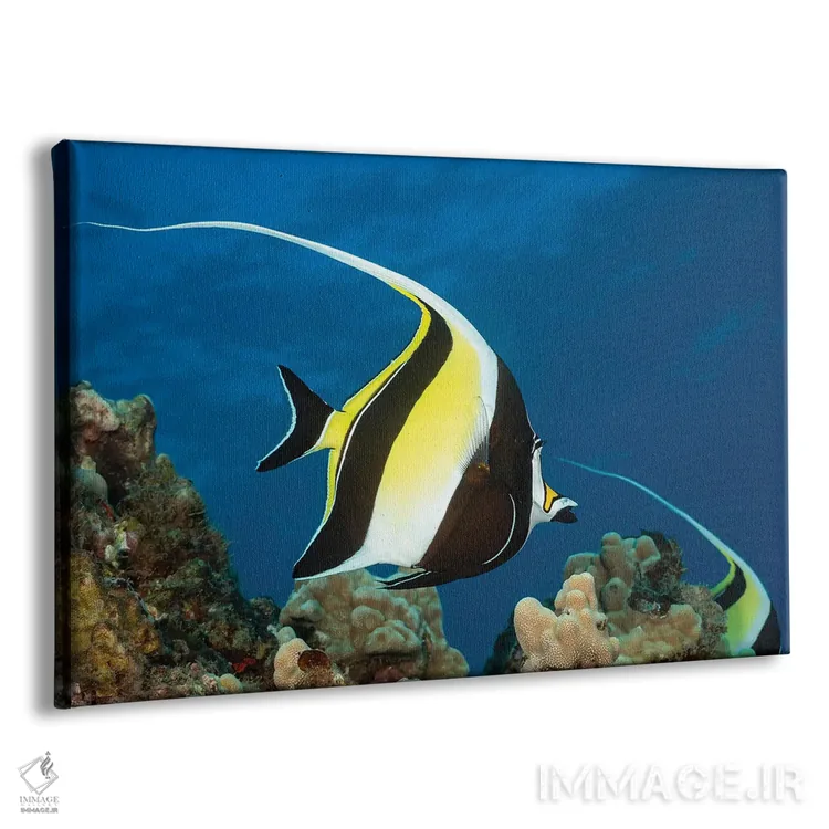 تابلو Zanclus Cornutus, Above A Reef In Hawaii,یک ماهی بتا (گونه: Zanclus cornutus) بالای یک صخره دریایی در هاوایی اثر دیوید فلیتهام - نمای پرسپکتیو محصول