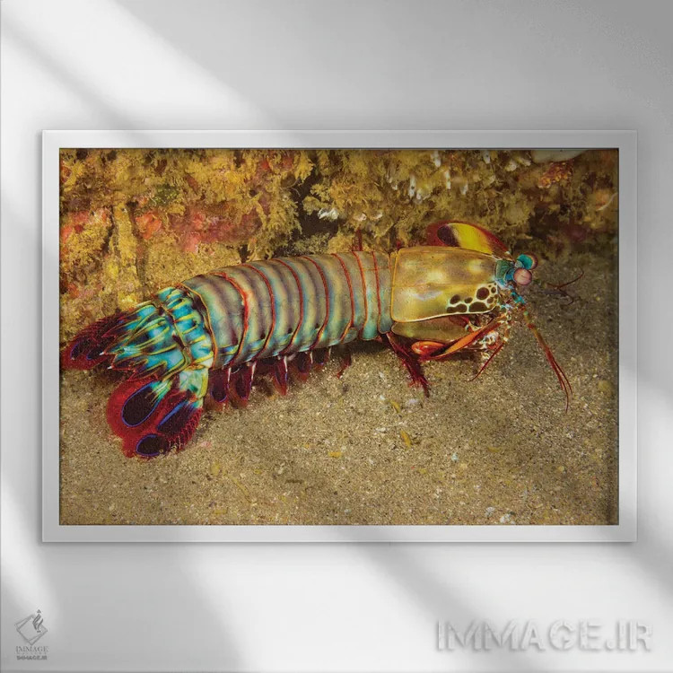 تابلو Odontodactylus Scyllarus, Cebu, Philippines,یک میگوی آخوندک (Odontodactylus scyllarus)، سبو، فیلیپین اثر دیوید فلیتهام - نمای قابدار سفید