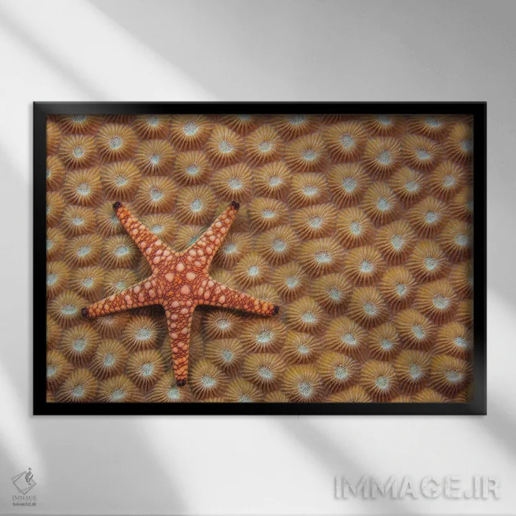 تابلو Fromia Elegans, On Hard Coral, Fiji,یک ستاره دریایی مرمری یا ستاره دریایی ظریف (Fromia elegans) روی مرجان سخت، فیجی اثر دیوید فلیتهام - نمای قابدار مشکی