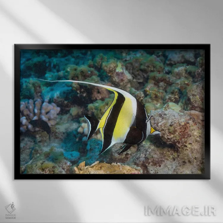 تابلو Zanclus Cornutus, Swims Over A Hawaiian Reef,یک ماهی بتا (گونه: Zanclus cornutus) در حال شنا روی یک صخره دریایی هاوایی اثر دیوید فلیتهام - نمای قابدار مشکی