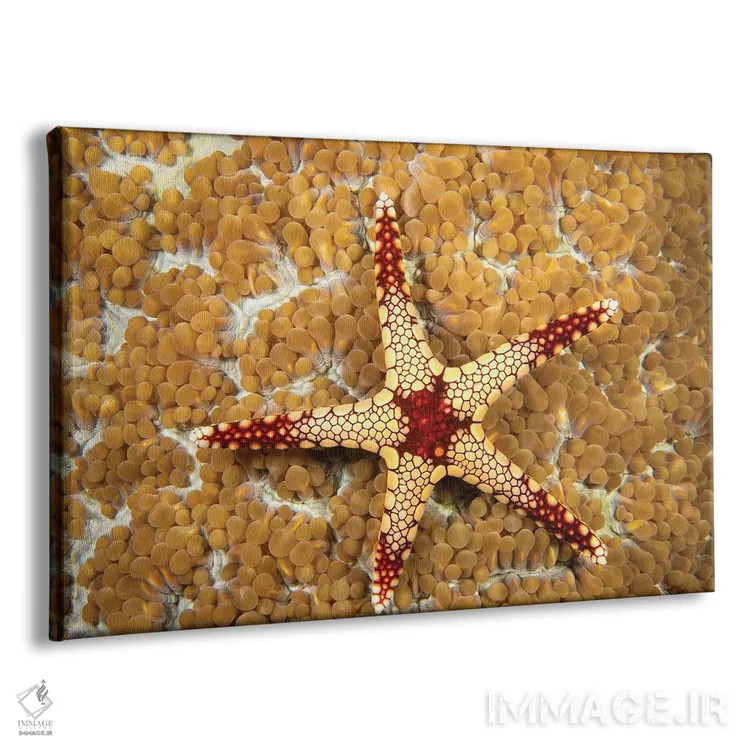 تابلو Fromia Monilis, On Coral Polyps, Yap, Micronesia,یک ستاره دریایی گردنبندی (گونه: Fromia monilis) روی پلیپهای مرجانی، یاپ، میکرونزی اثر دیوید فلیتهام - نمای پرسپکتیو محصول