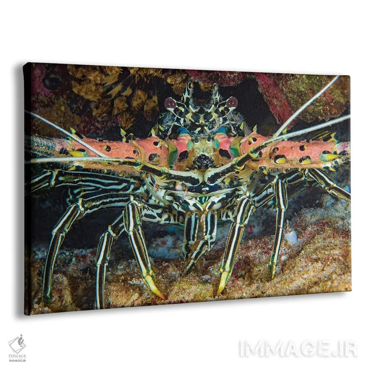 تابلو Panulirus Versicolor, Also Referred To As A Painted Crayfish, Philippines,یک خرچنگ خارپشت نقاشیشده (گونه: Panulirus versicolor) که به نام خرچنگ نقاشیشده نیز شناخته میشود، فیلیپین اثر دیوید فلیتهام - نمای پرسپکتیو محصول