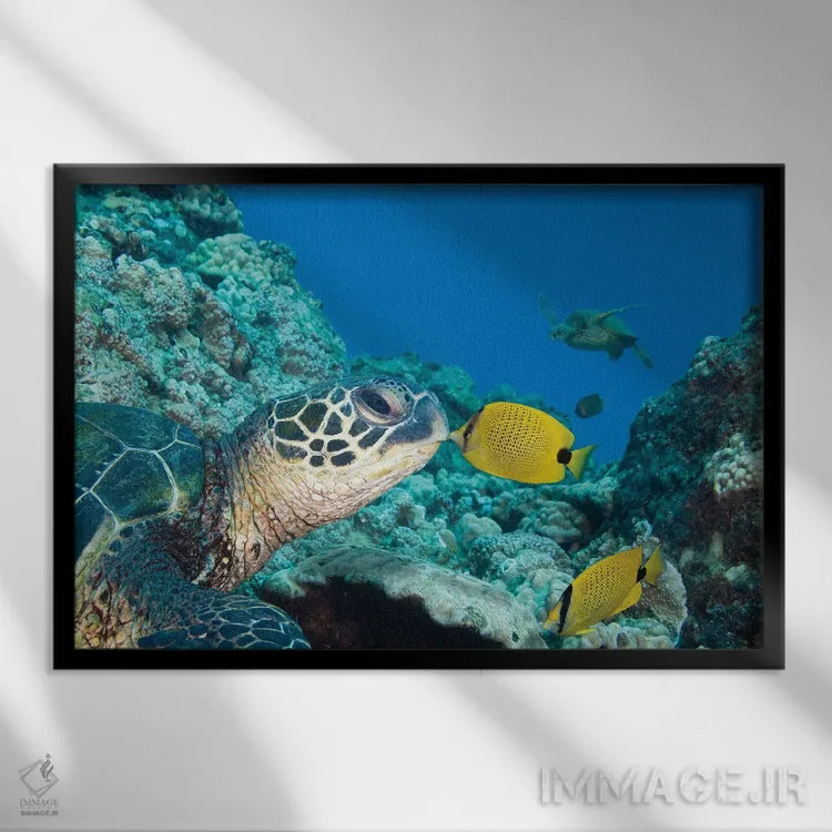 تابلو Chaetodon Miliaris, Kissing A Green Sea Turtle, Chelonia Mydas,یک پروانهماهی دانهارزن (گونه: Chaetodon miliaris) که یک لاکپشت دریایی سبز (گونه: Chelonia mydas) را میبوسد اثر دیوید فلیتهام - نمای قابدار مشکی
