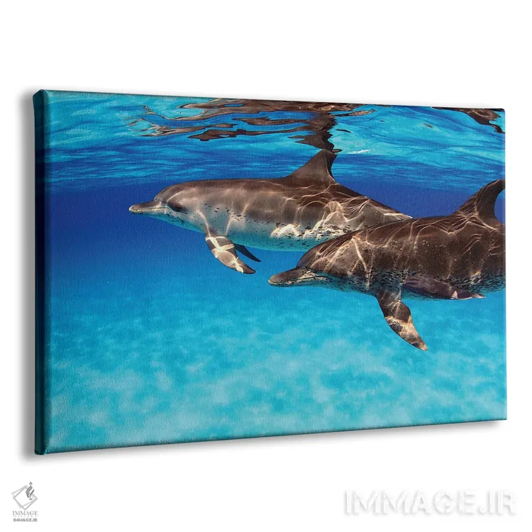 تابلو Stenella Plagiodon, In The Bahamas,یک جفت دلفین خالدار اطلس (گونه: Stenella plagiodon) در باهاما اثر دیوید فلیتهام - نمای پرسپکتیو محصول