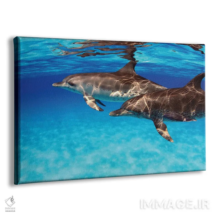 تابلو Stenella Plagiodon, In The Bahamas,یک جفت دلفین خالدار اطلس (گونه: Stenella plagiodon) در باهاما اثر دیوید فلیتهام - نمای پرسپکتیو محصول