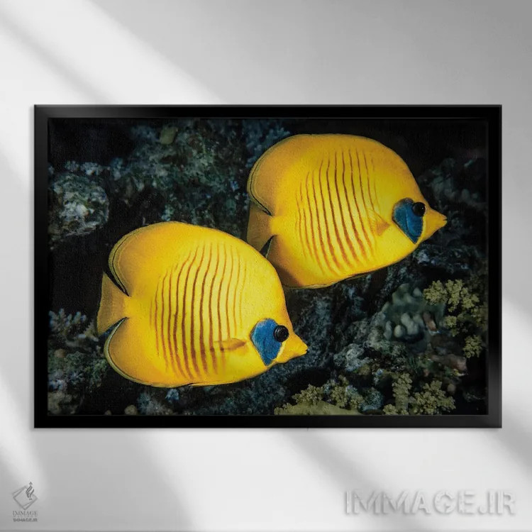 تابلو Chaetodon Semilarvatus, Also Known As The Blue-Cheeked Butterflyfish,یک ماهی پروانهای نقابدار (Chaetodon semilarvatus) معروف به ماهی پروانهای گونهآبی اثر دیوید فلیتهام - نمای قابدار مشکی
