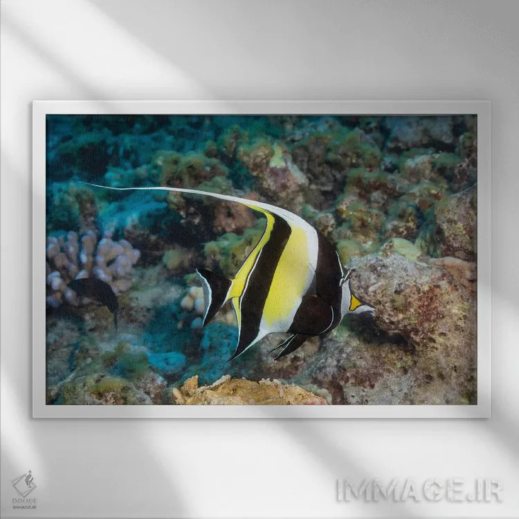 تابلو Zanclus Cornutus, Swims Over A Hawaiian Reef,یک ماهی بتا (گونه: Zanclus cornutus) در حال شنا روی یک صخره دریایی هاوایی اثر دیوید فلیتهام - نمای قابدار سفید