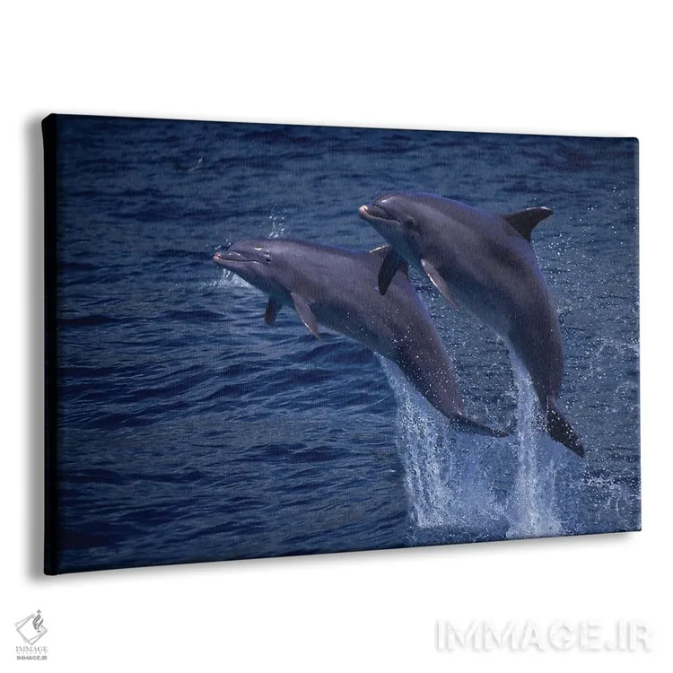 تابلو Tursiops Truncatus, Jumping Out Of The Water In Hawaii,یک جفت دلفین بینیبطری اطلس (گونه: Tursiops truncatus) در حال پریدن از آب در هاوایی اثر دیوید فلیتهام - نمای پرسپکتیو محصول