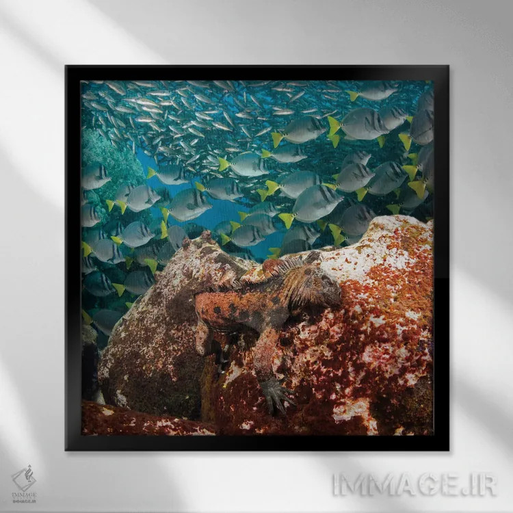 تابلو Amblyrhynchus Cristatus, Feeding On Algae, With Schooling Fish In Background,یک ایگوآنای دریایی (Amblyrhynchus cristatus) در حال تغذیه از جلبک با ماهیان دستهجمعی در پسزمینه اثر دیوید فلیتهام - نمای قابدار مشکی
