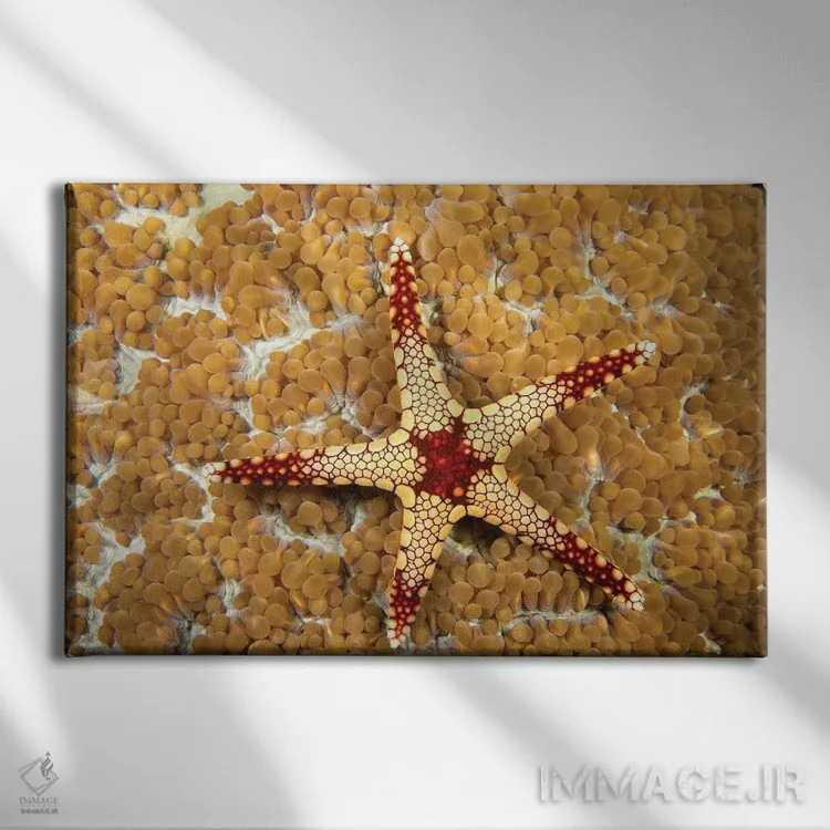 تابلو Fromia Monilis, On Coral Polyps, Yap, Micronesia,یک ستاره دریایی گردنبندی (گونه: Fromia monilis) روی پلیپهای مرجانی، یاپ، میکرونزی اثر دیوید فلیتهام - نمای روبهرو روی دیوار