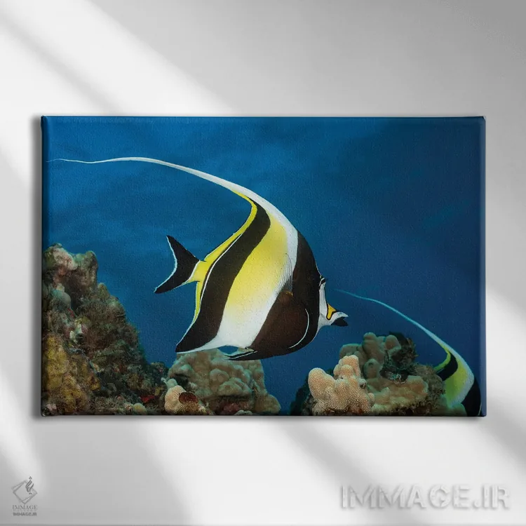 تابلو Zanclus Cornutus, Above A Reef In Hawaii,یک ماهی بتا (گونه: Zanclus cornutus) بالای یک صخره دریایی در هاوایی اثر دیوید فلیتهام - نمای روبهرو روی دیوار
