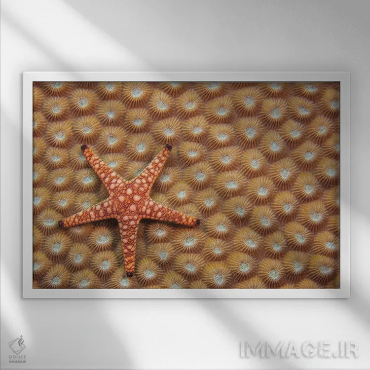 تابلو Fromia Elegans, On Hard Coral, Fiji,یک ستاره دریایی مرمری یا ستاره دریایی ظریف (Fromia elegans) روی مرجان سخت، فیجی اثر دیوید فلیتهام - نمای قابدار سفید
