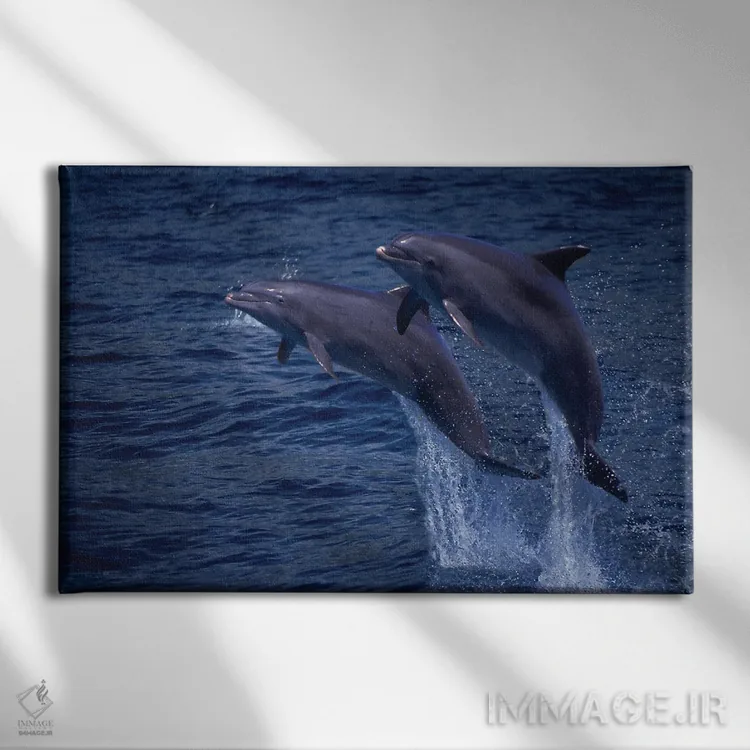 تابلو Tursiops Truncatus, Jumping Out Of The Water In Hawaii,یک جفت دلفین بینیبطری اطلس (گونه: Tursiops truncatus) در حال پریدن از آب در هاوایی اثر دیوید فلیتهام - نمای روبهرو روی دیوار