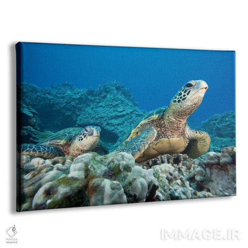 تابلو Chelonia Mydas, Hawaii,یک جفت لاکپشت دریایی سبز در معرض خطر انقراض (گونه: Chelonia mydas)، هاوایی اثر دیوید فلیتهام - نمای پرسپکتیو محصول