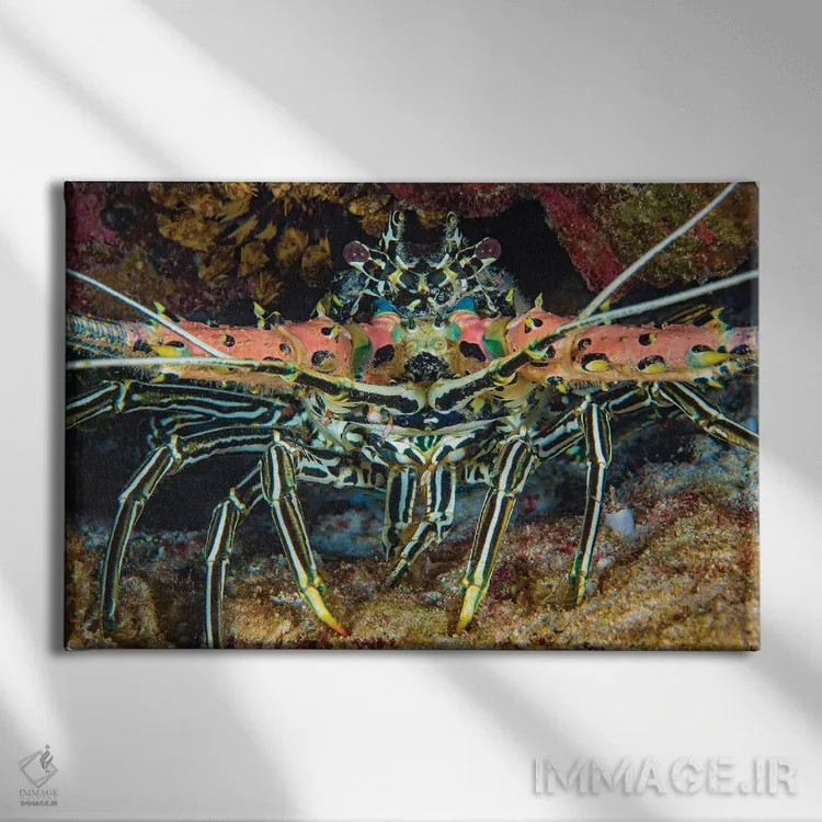 تابلو Panulirus Versicolor, Also Referred To As A Painted Crayfish, Philippines,یک خرچنگ خارپشت نقاشیشده (گونه: Panulirus versicolor) که به نام خرچنگ نقاشیشده نیز شناخته میشود، فیلیپین اثر دیوید فلیتهام - نمای روبهرو روی دیوار