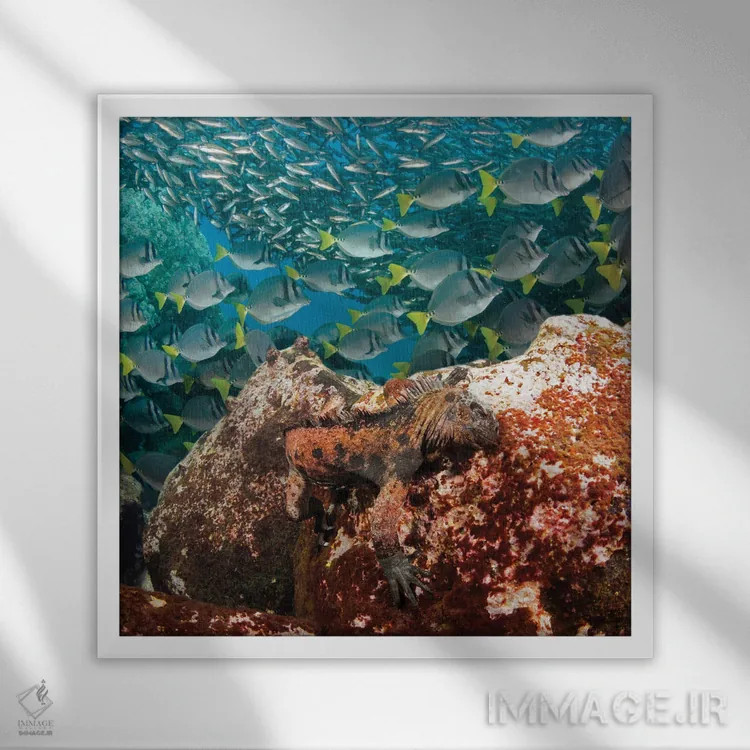 تابلو Amblyrhynchus Cristatus, Feeding On Algae, With Schooling Fish In Background,یک ایگوآنای دریایی (Amblyrhynchus cristatus) در حال تغذیه از جلبک با ماهیان دستهجمعی در پسزمینه اثر دیوید فلیتهام - نمای قابدار سفید