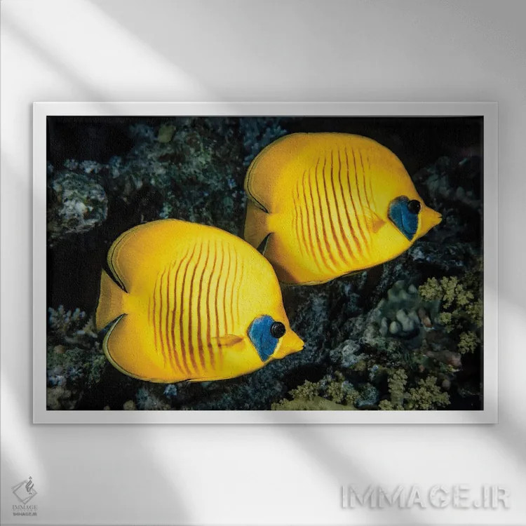 تابلو Chaetodon Semilarvatus, Also Known As The Blue-Cheeked Butterflyfish,یک ماهی پروانهای نقابدار (Chaetodon semilarvatus) معروف به ماهی پروانهای گونهآبی اثر دیوید فلیتهام - نمای قابدار سفید