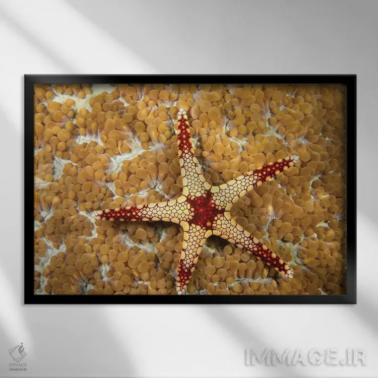 تابلو Fromia Monilis, On Coral Polyps, Yap, Micronesia,یک ستاره دریایی گردنبندی (گونه: Fromia monilis) روی پلیپهای مرجانی، یاپ، میکرونزی اثر دیوید فلیتهام - نمای قابدار مشکی