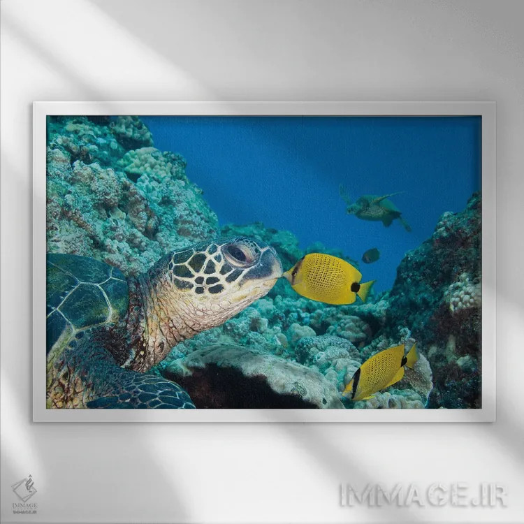 تابلو Chaetodon Miliaris, Kissing A Green Sea Turtle, Chelonia Mydas,یک پروانهماهی دانهارزن (گونه: Chaetodon miliaris) که یک لاکپشت دریایی سبز (گونه: Chelonia mydas) را میبوسد اثر دیوید فلیتهام - نمای قابدار سفید