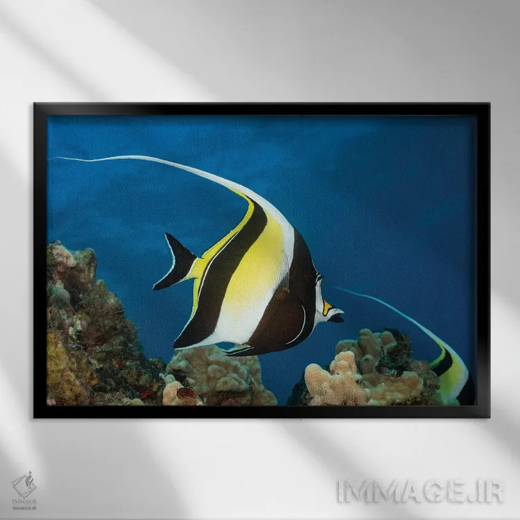 تابلو Zanclus Cornutus, Above A Reef In Hawaii,یک ماهی بتا (گونه: Zanclus cornutus) بالای یک صخره دریایی در هاوایی اثر دیوید فلیتهام - نمای قابدار مشکی