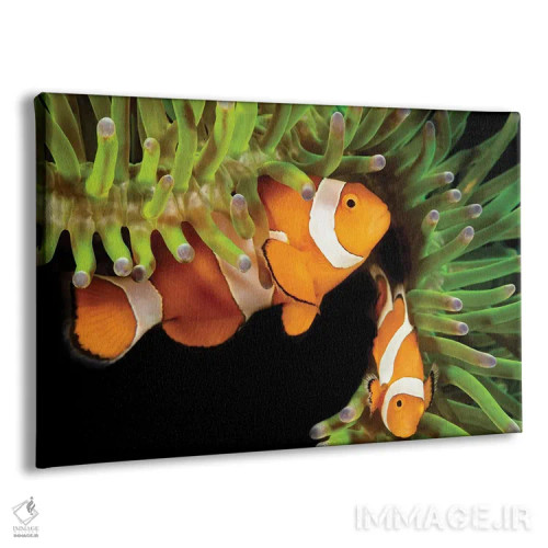 تابلو Amphiprion Percula, In Anemone, Heteractis Magnifica, Philippines,یک جفت ماهی دلقک (گونه: Amphiprion percula) در شقایق دریایی (گونه: Heteractis magnifica)، فیلیپین اثر دیوید فلیتهام - نمای پرسپکتیو محصول