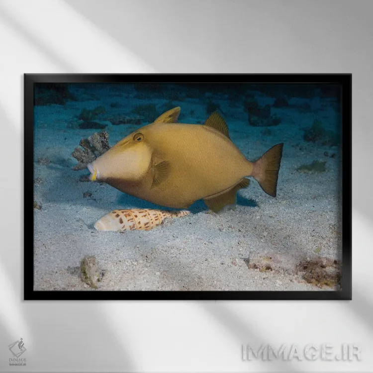 تابلو Sufflamen Fraenatum, Extracting A Marlinspike Auger, Terebra Maculata, From The Sand,یک ماهی ماشهدار نقابدار (Sufflamen fraenatum) که یک صدف متهای خالدار (Terebra maculata) را از شن بیرون میکشد اثر دیوید فلیتهام - نمای قابدار مشکی