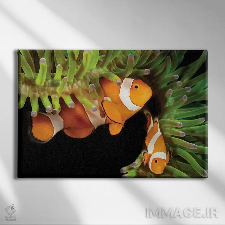تابلو Amphiprion Percula, In Anemone, Heteractis Magnifica, Philippines,یک جفت ماهی دلقک (گونه: Amphiprion percula) در شقایق دریایی (گونه: Heteractis magnifica)، فیلیپین اثر دیوید فلیتهام - نمای روبهرو روی دیوار