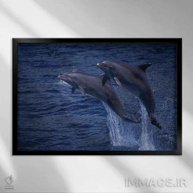 تابلو Tursiops Truncatus, Jumping Out Of The Water In Hawaii,یک جفت دلفین بینیبطری اطلس (گونه: Tursiops truncatus) در حال پریدن از آب در هاوایی اثر دیوید فلیتهام - نمای قابدار مشکی