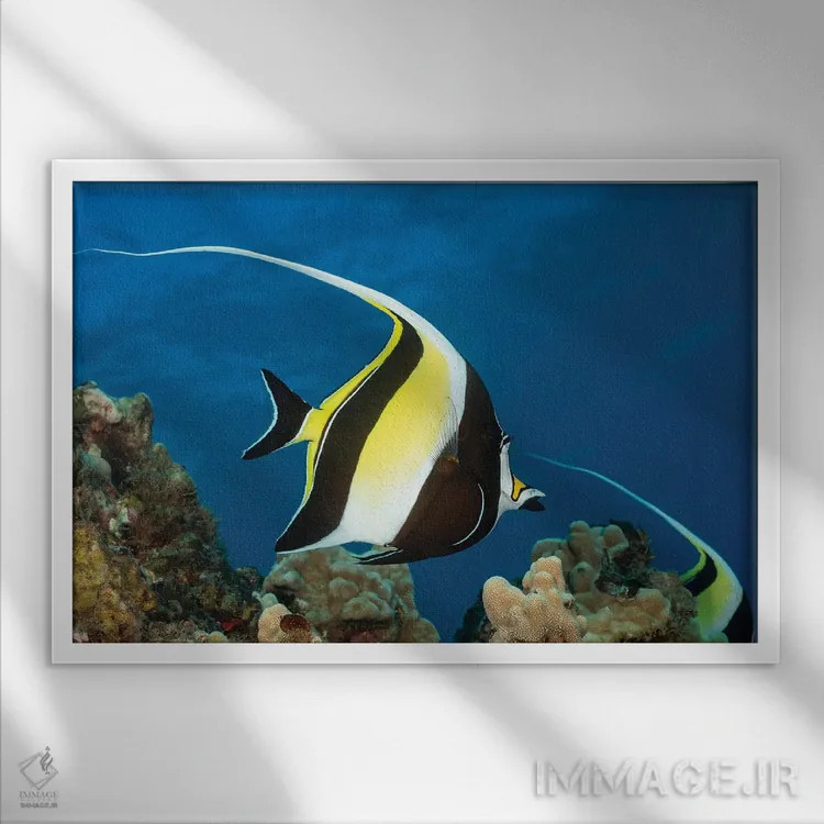 تابلو Zanclus Cornutus, Above A Reef In Hawaii,یک ماهی بتا (گونه: Zanclus cornutus) بالای یک صخره دریایی در هاوایی اثر دیوید فلیتهام - نمای قابدار سفید
