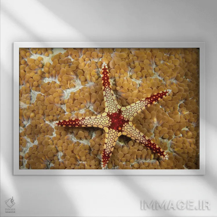 تابلو Fromia Monilis, On Coral Polyps, Yap, Micronesia,یک ستاره دریایی گردنبندی (گونه: Fromia monilis) روی پلیپهای مرجانی، یاپ، میکرونزی اثر دیوید فلیتهام - نمای قابدار سفید