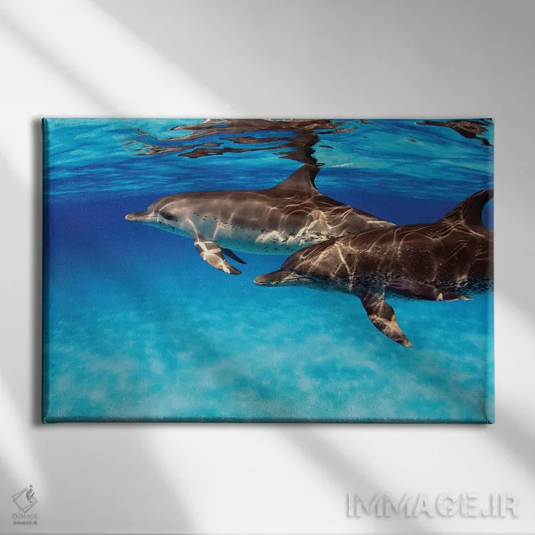 تابلو Stenella Plagiodon, In The Bahamas,یک جفت دلفین خالدار اطلس (گونه: Stenella plagiodon) در باهاما اثر دیوید فلیتهام - نمای روبهرو روی دیوار